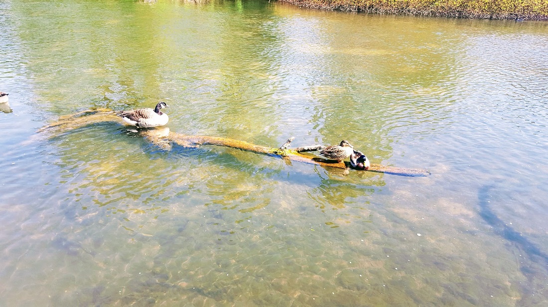 Messing Around On The River Ducks