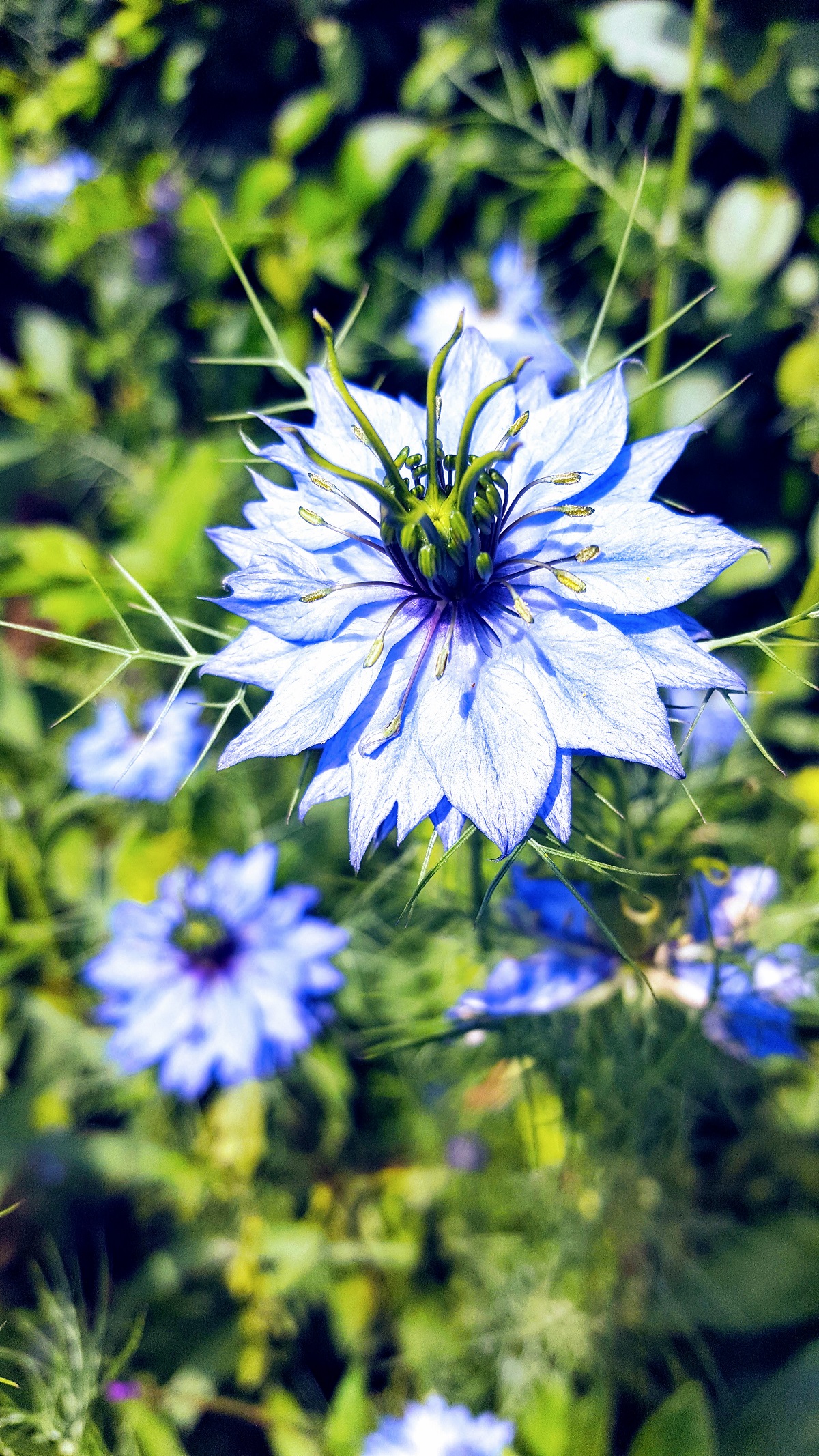 Love In The Mist Such A Beautiful Flower