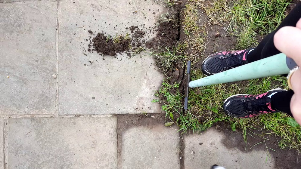 Take Your Dog To Work Day