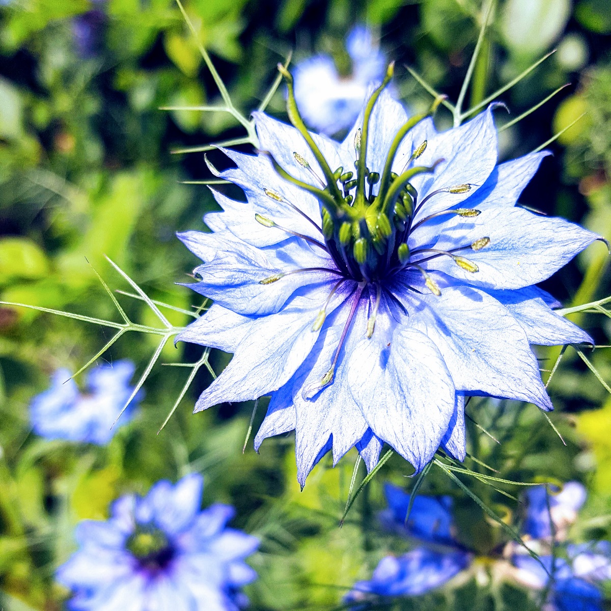 Love In The Mist Such A Beautiful Flower A Beautiful Flower