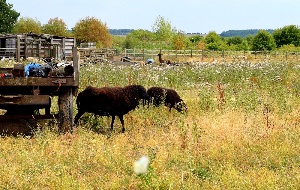 Llama Spotting At Attenborough Nature Reserve