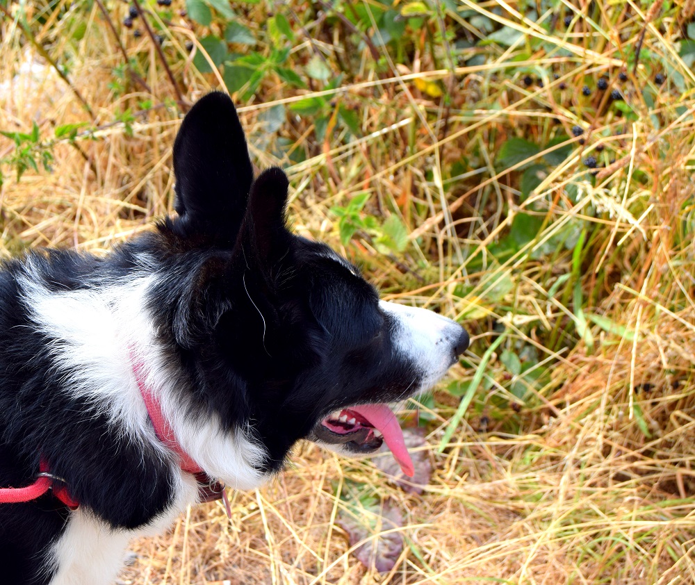 A Day In The Life Of Mollie The Border Collie