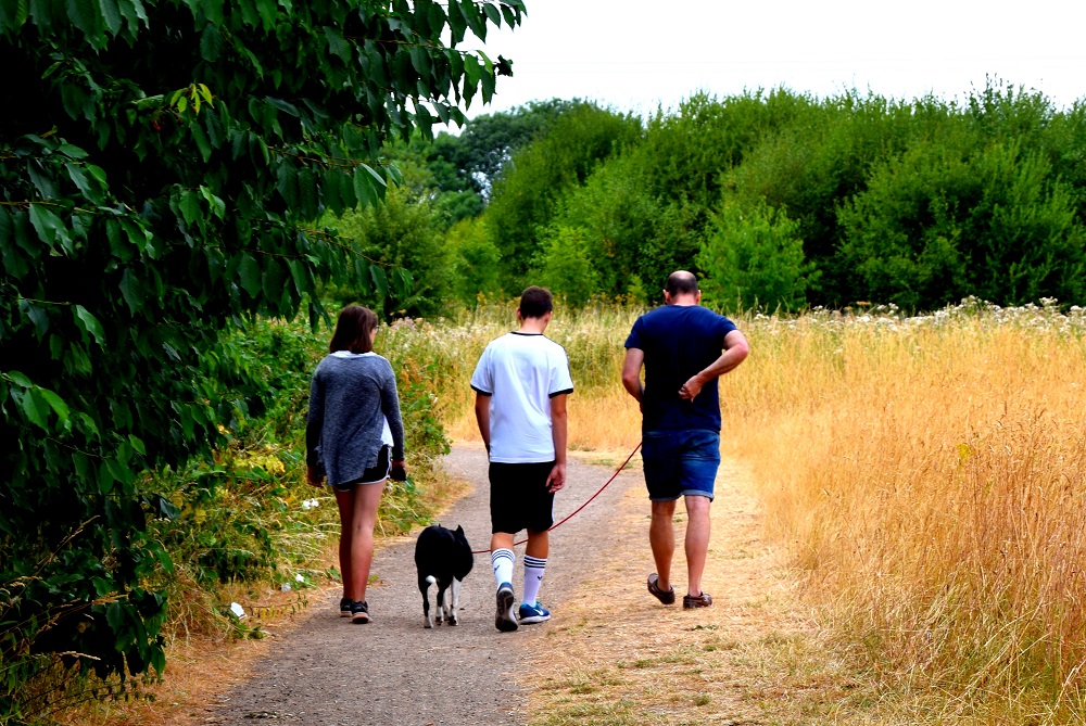 A Day In The Life Of Mollie The Border Collie