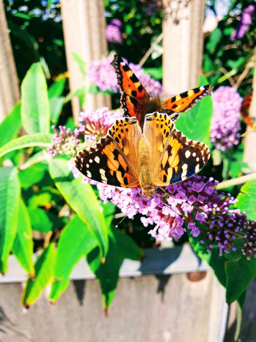 Summer How Come You're Not Here? Wednesday Linky