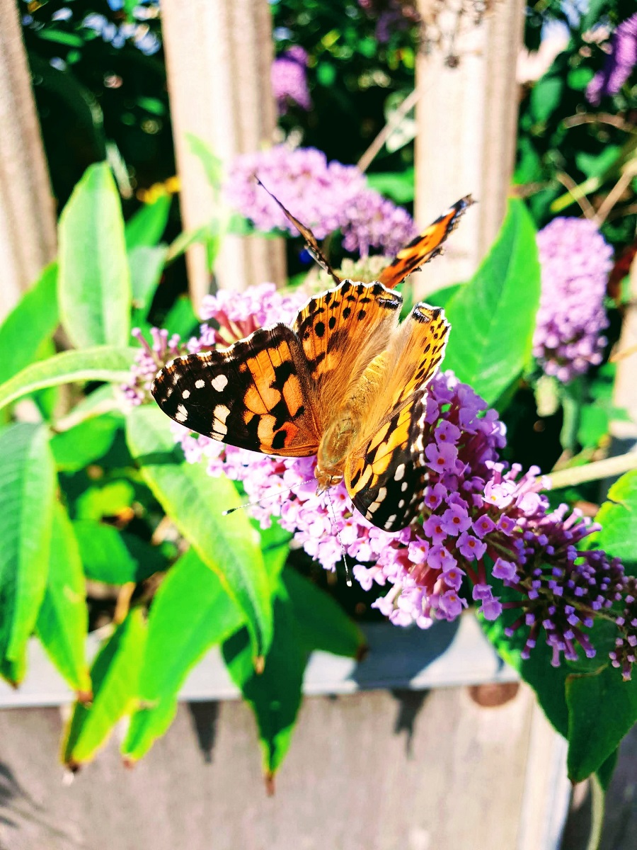 Beautiful Butterflies: Summer Is Not Over Yet