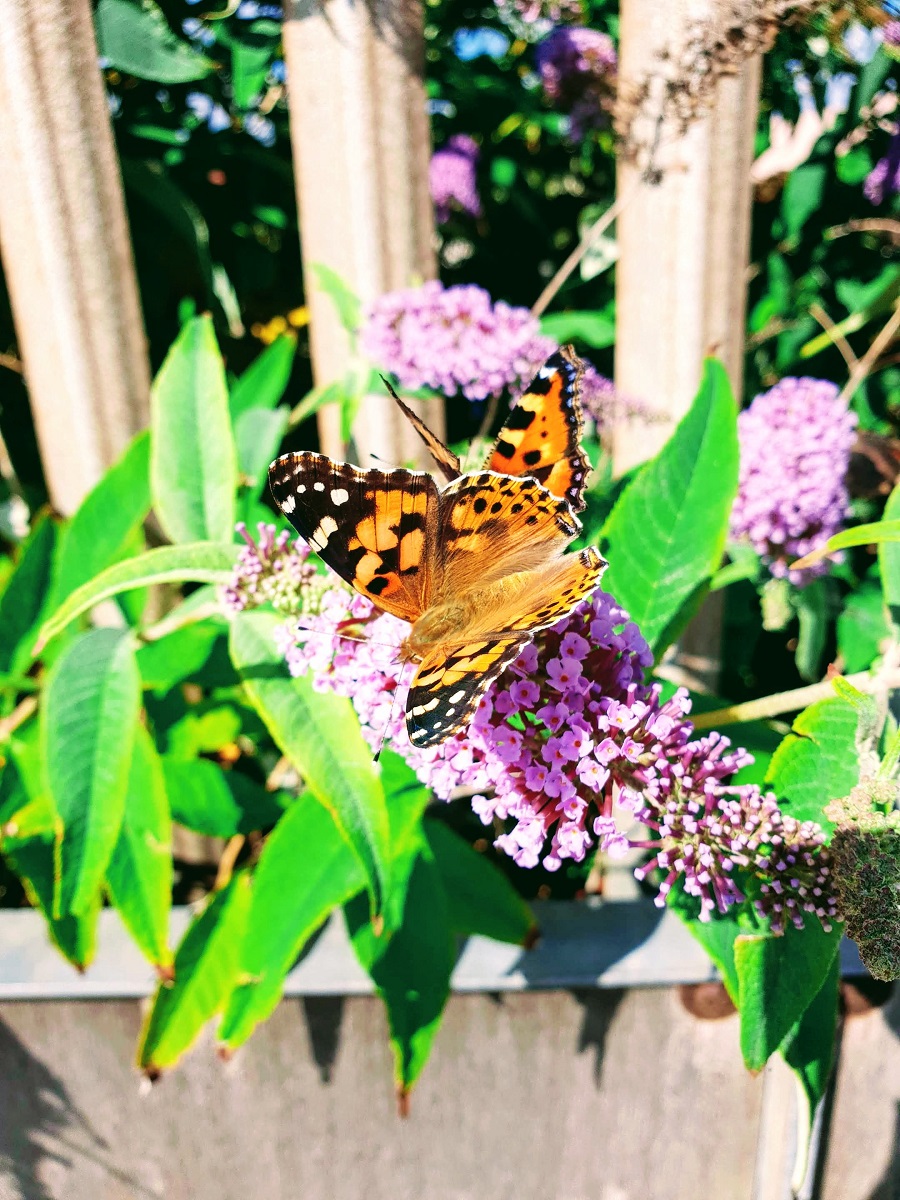 Beautiful Butterflies: Summer Is Not Over Yet