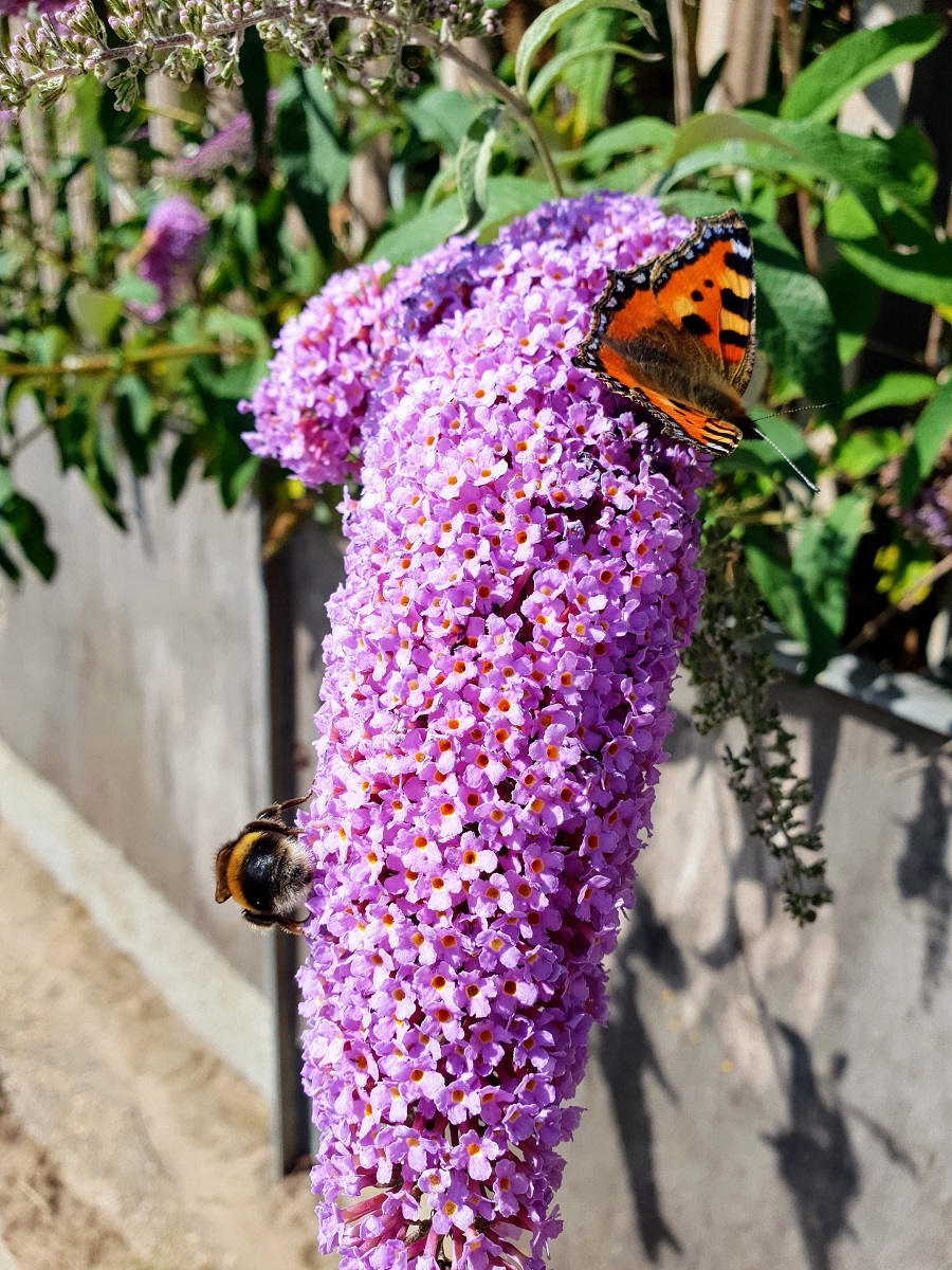 Flowers, Butterflies And Bees: Some Beautiful Photos