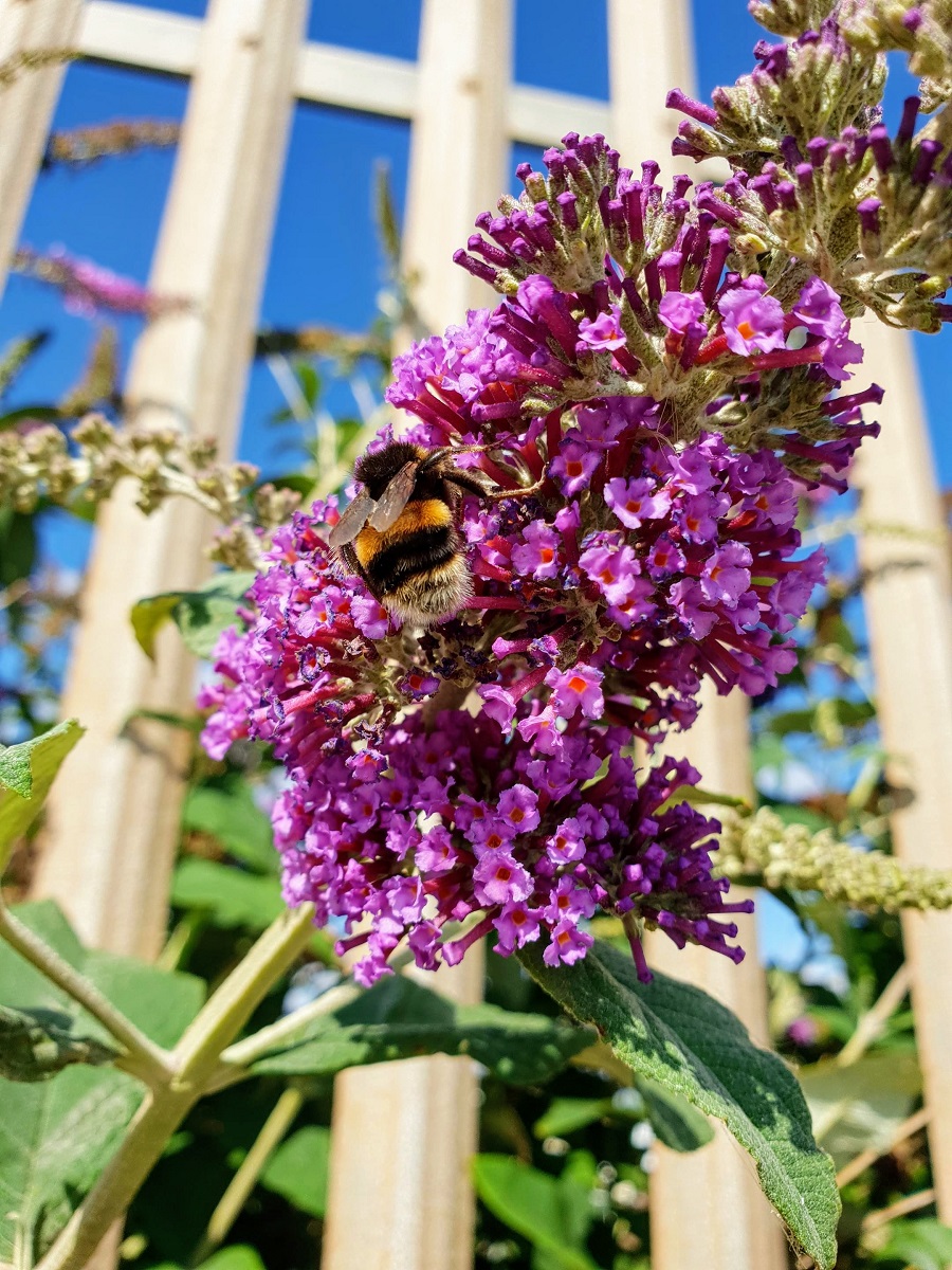 Flowers, Butterflies And Bees: Some Beautiful Photos Flowers, Butterflies And Bees: Some Beautiful Photos