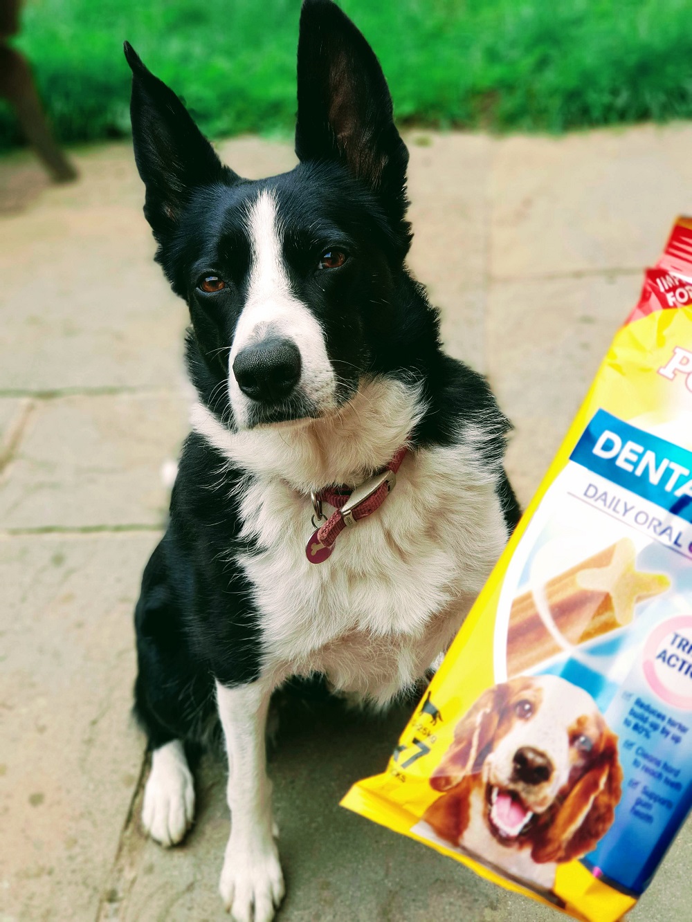 A Day In The Life Of Mollie The Border Collie