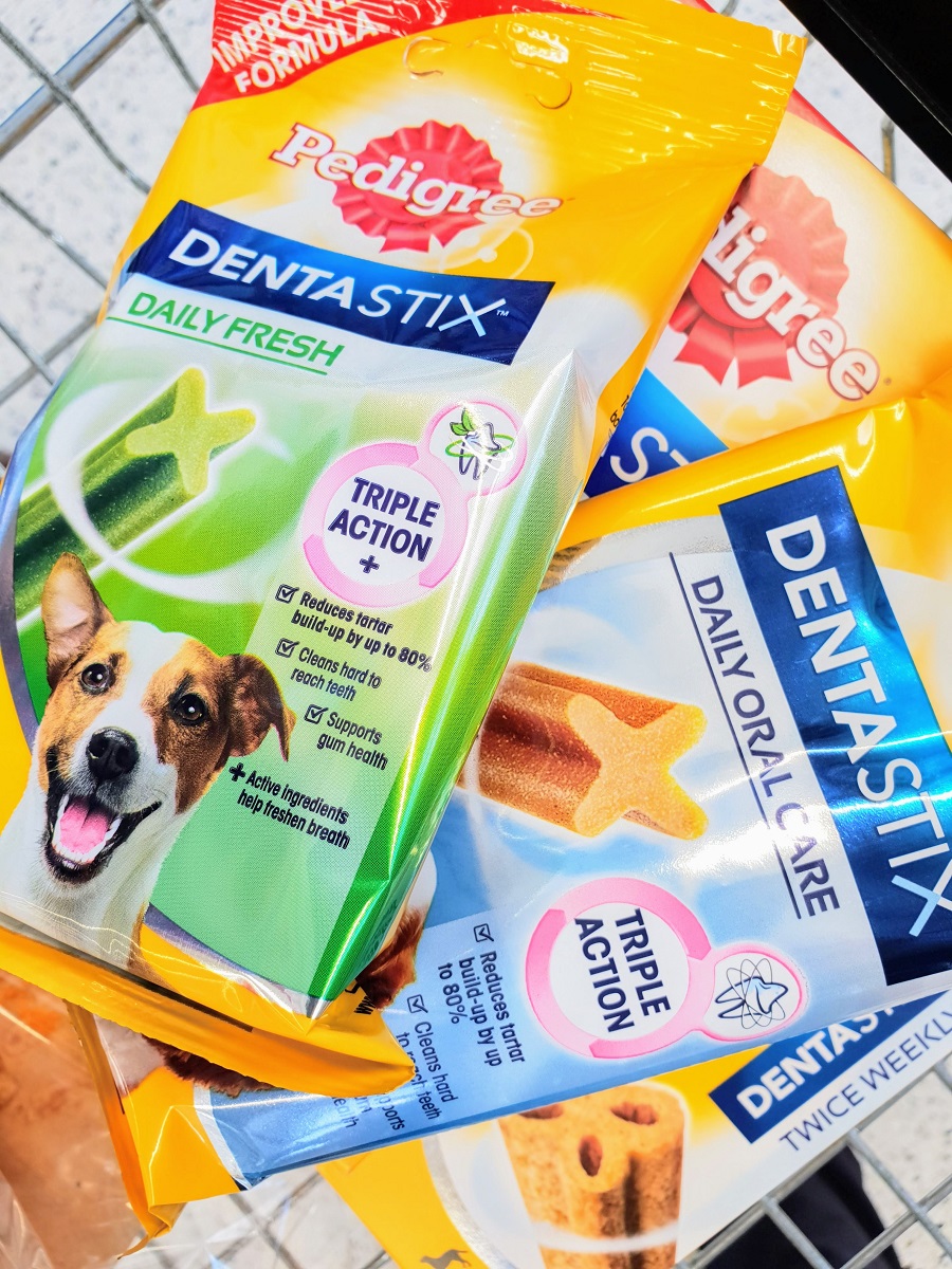 A Day In The Life Of Mollie The Border Collie