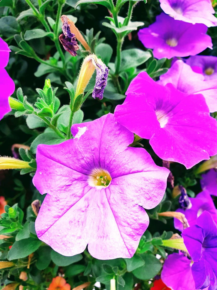 Beautiful summer flowers
