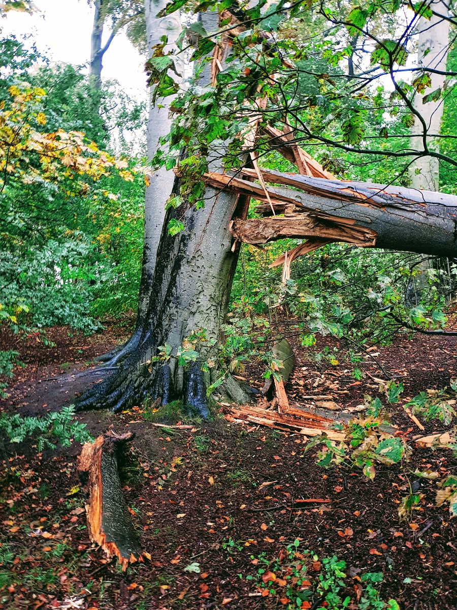 Fork In The Road? No, A Tree In The Path! #WednesdayLinkUp