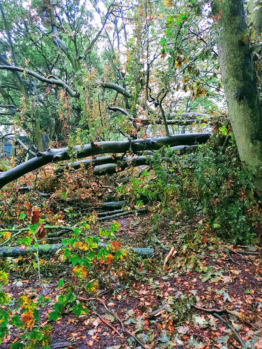 Fork In The Road? No, A Tree In The Path! #WednesdayLinkUp