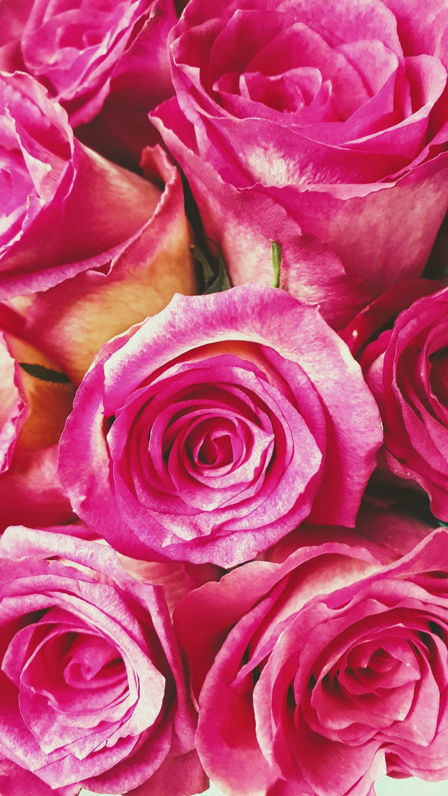 Rose Inspired Outfit: Over 40 Fashion 