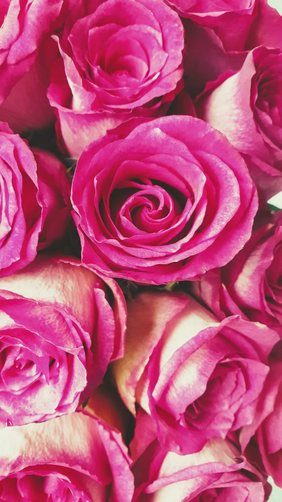 20 Inspirational Quotes About Roses To Brighten Your Day
