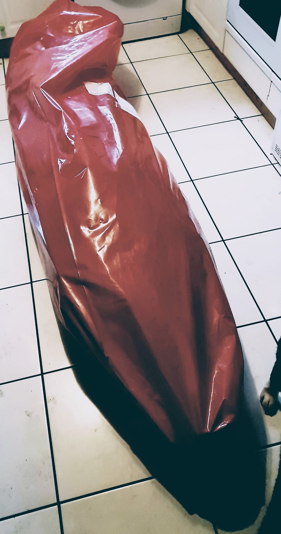 The Christmas Forest: Christmas Tree Review The Christmas Forest: Christmas Tree Review