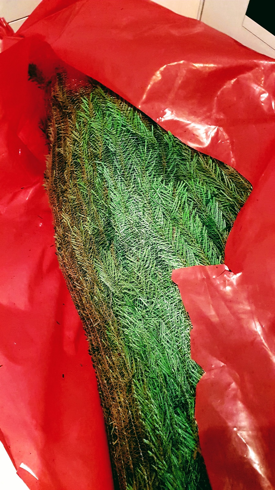 The Christmas Forest: Christmas Tree Review The Christmas Forest: Christmas Tree Review