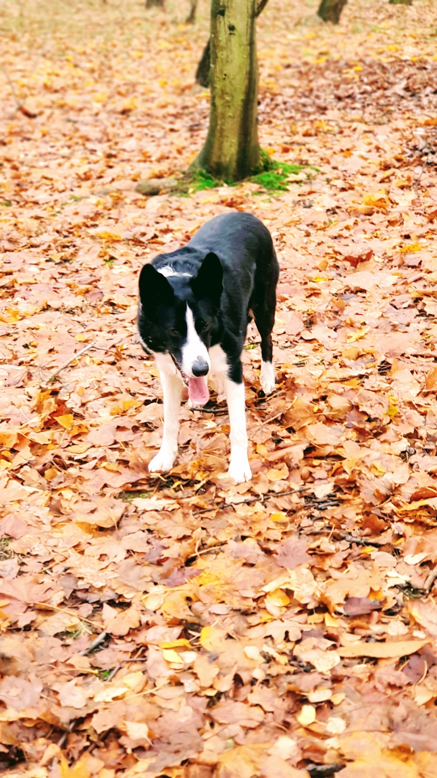 Mollie On Walkies #WordlessWednesday
