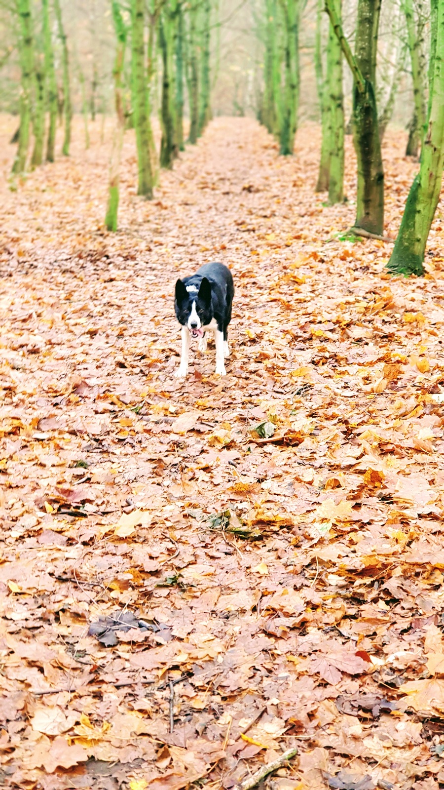 Mollie On Walkies #WordlessWednesday