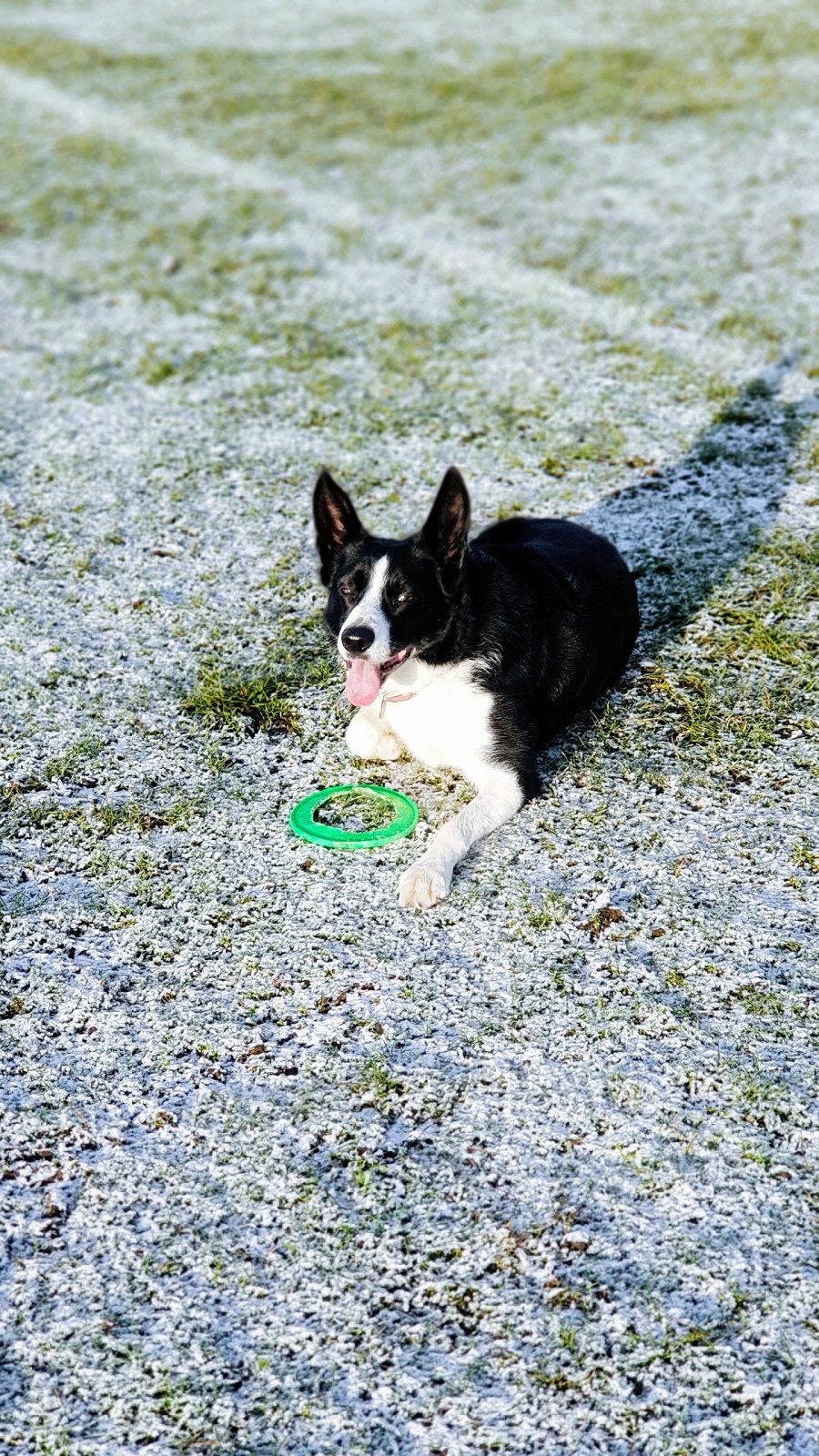 Snow On The Higher Ground: Walkies With Mollie