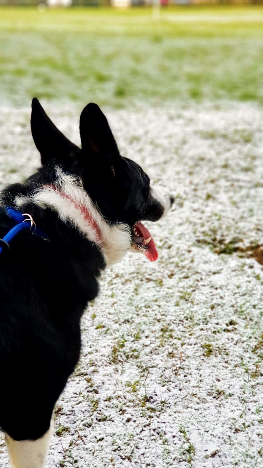 Snow On The Higher Ground: Walkies With Mollie