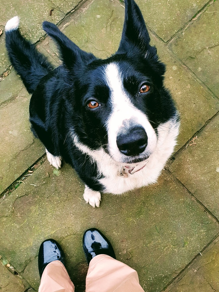 Love Your Pet Day: Wordless Wednesday Link up