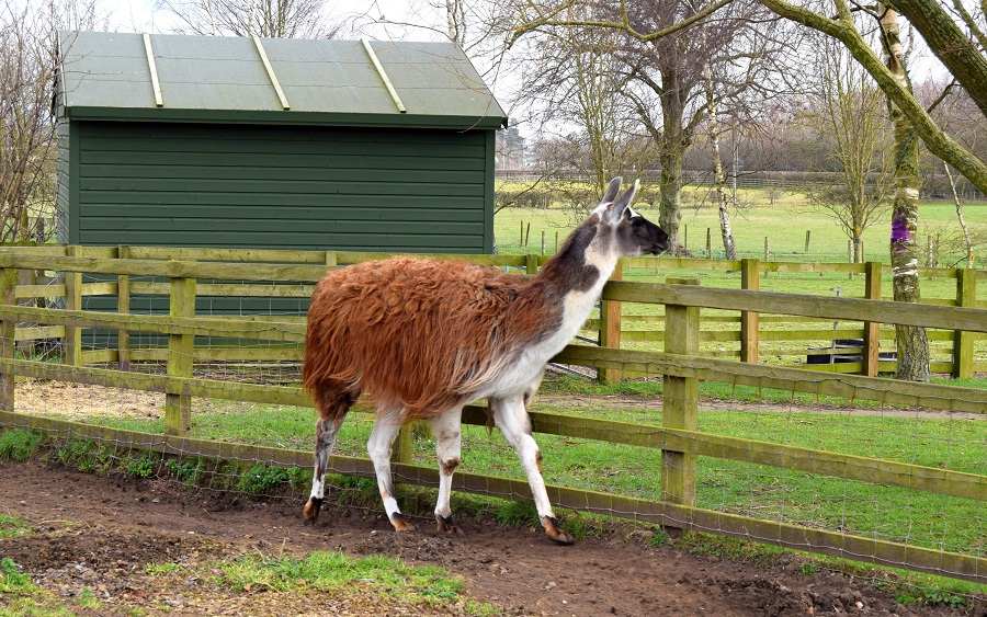Llama Drama: A Trip To The Farm Llama Drama: A Trip To The Farm