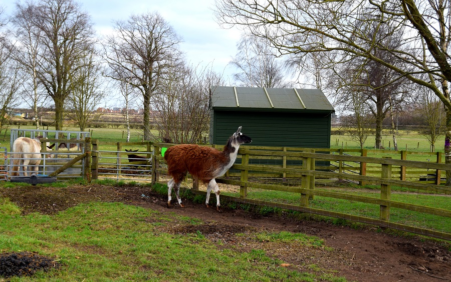 Llama Drama: A Trip To The Farm: Wordless Wednesday