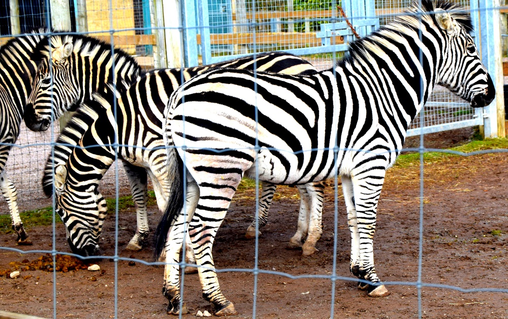 A Splash Of Stripes!