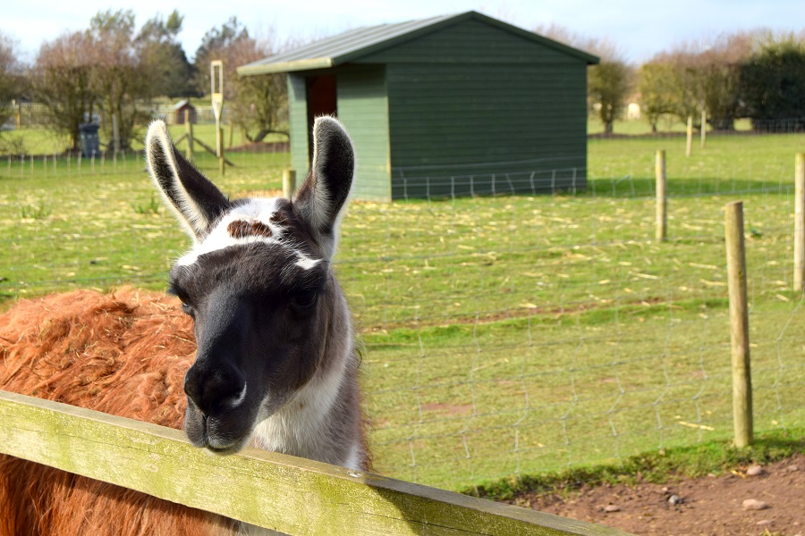 Llama Drama: A Trip To The Farm: Wordless Wednesday