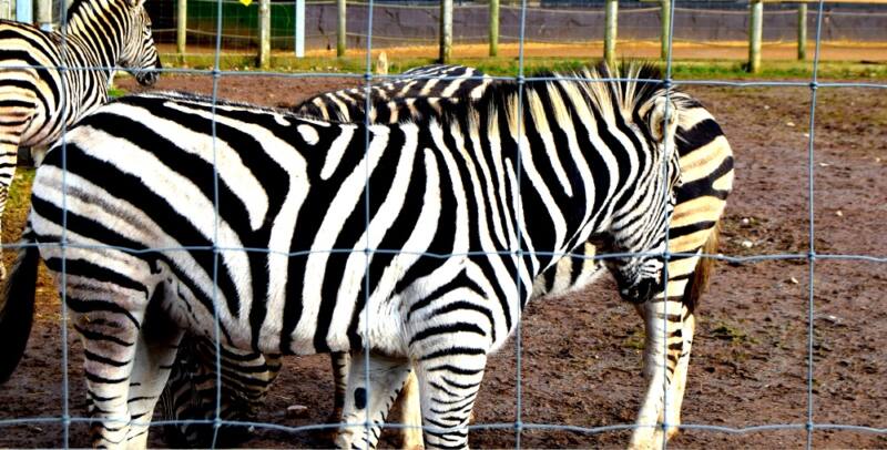 The Wordless Wednesday Photo Challenge: A Splash Of Stripes! The Wordless Wednesday Photo Challenge: A Splash Of Stripes!