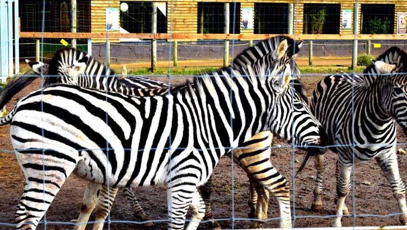 The Wordless Wednesday Photo Challenge: A Splash Of Stripes! The Wordless Wednesday Photo Challenge: A Splash Of Stripes!