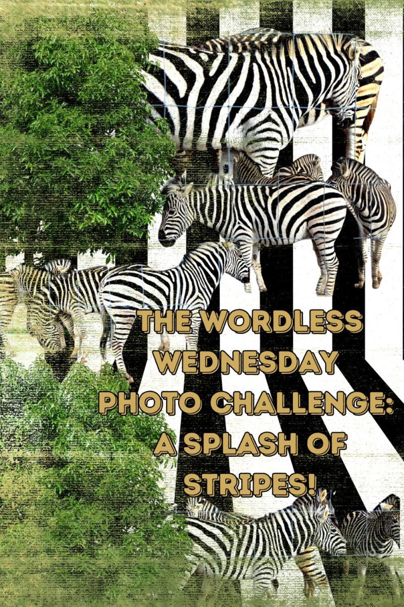 The Wordless Wednesday Photo Challenge: A Splash Of Stripes! The Wordless Wednesday Photo Challenge: A Splash Of Stripes!