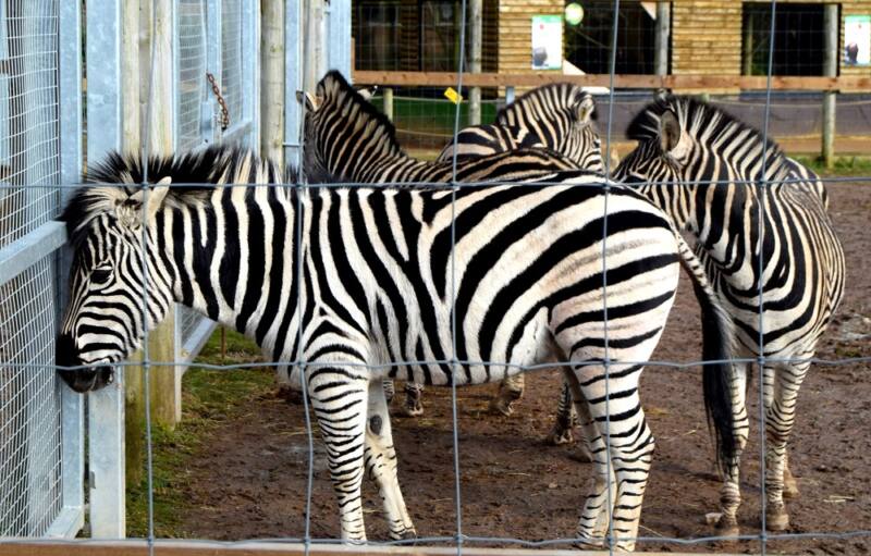 The Wordless Wednesday Photo Challenge: A Splash Of Stripes! The Wordless Wednesday Photo Challenge: A Splash Of Stripes!