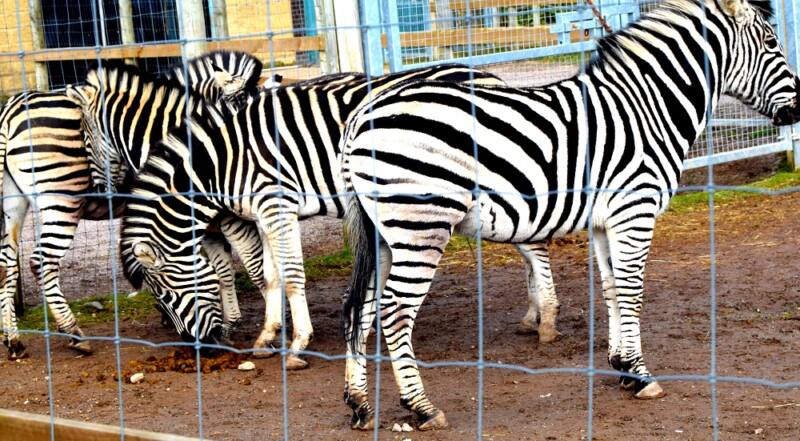 The Wordless Wednesday Photo Challenge: A Splash Of Stripes! A Splash Of Stripes!