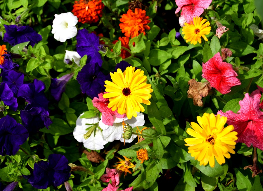 Pretty Flowers In Bakewell