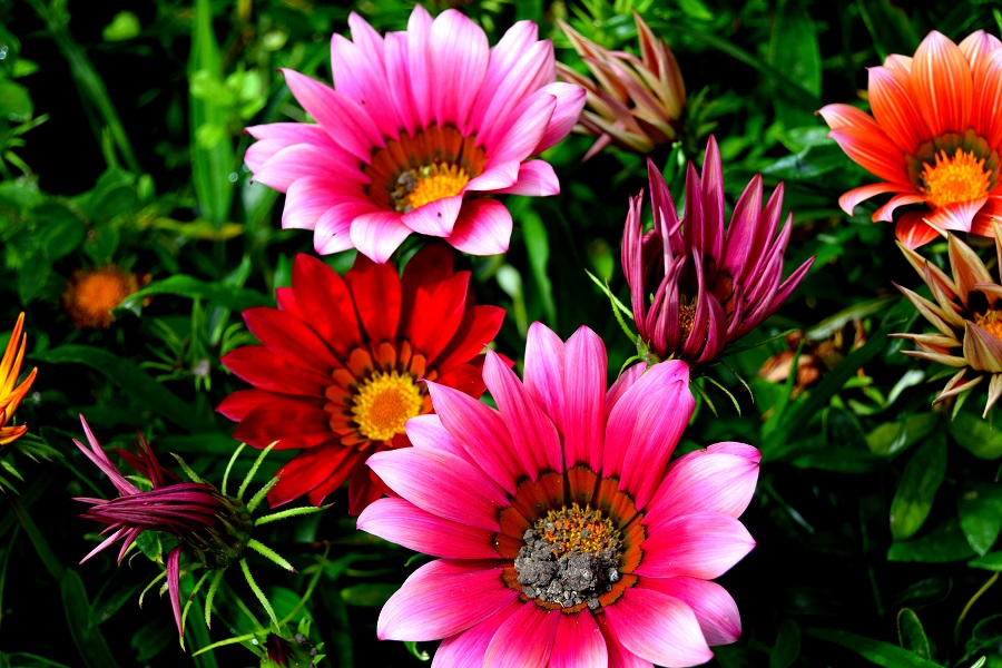 Pretty Flowers In Bakewell