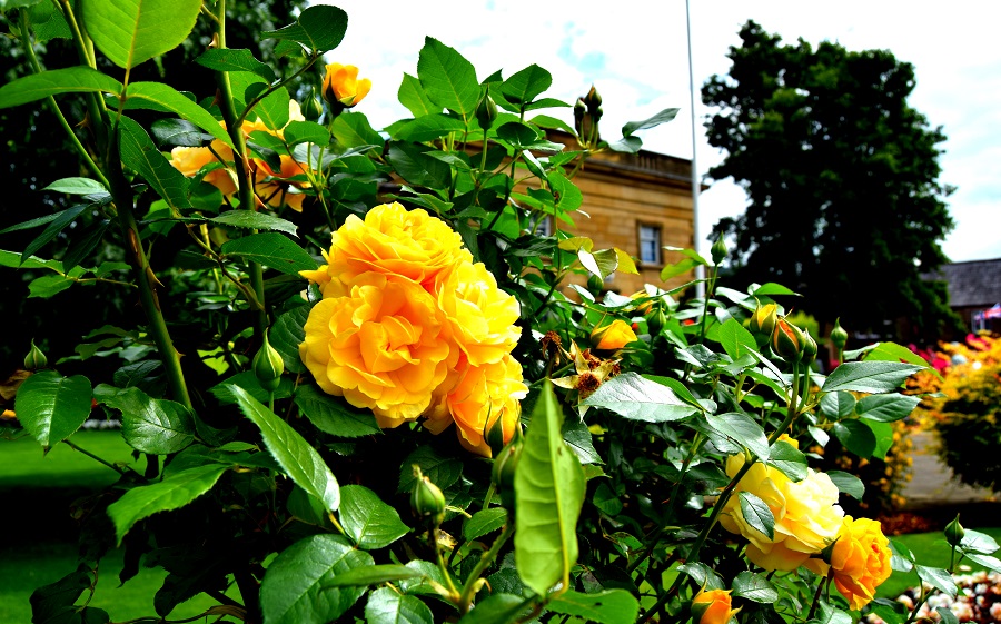 Pretty Flowers: Way Back Wednesday 