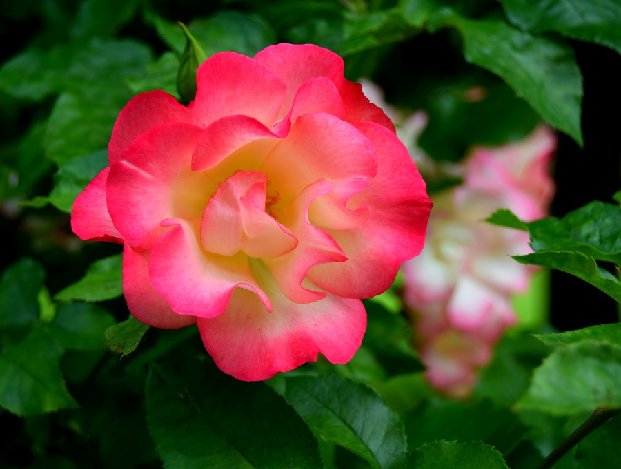 Pretty Flowers In Bakewell