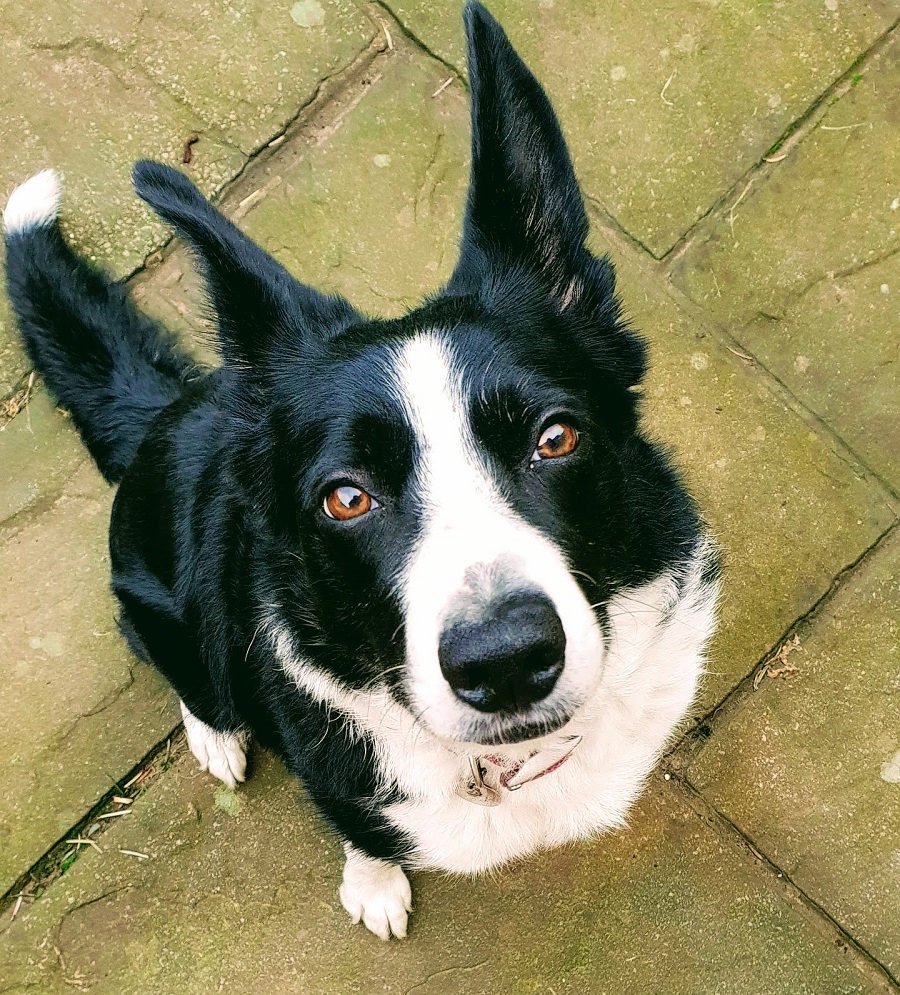 Crufts Started Yesterday: And The Winner Is...