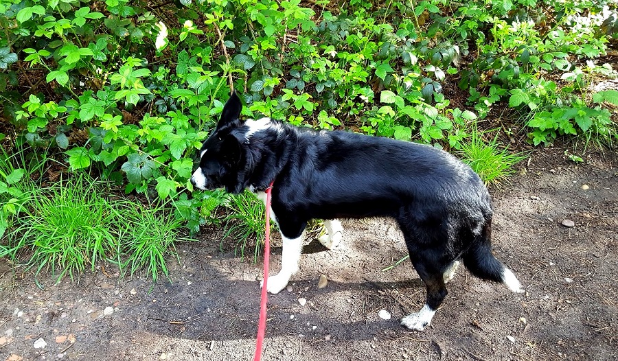 Crufts Started Yesterday: And The Winner Is...