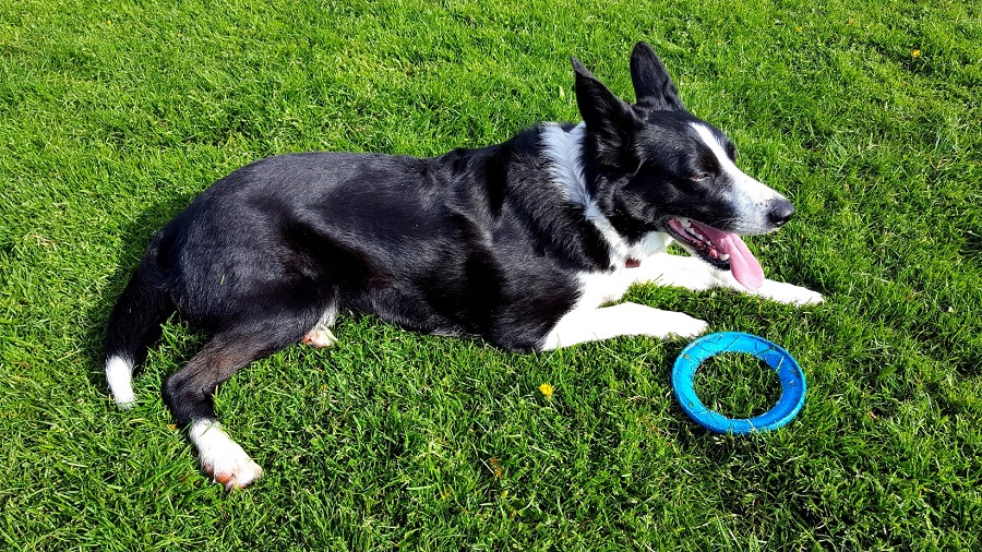 Crufts Started Yesterday: And The Winner Is...