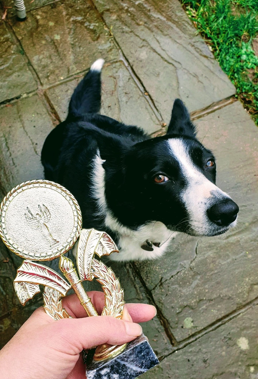 Crufts Starts Today: And The Winner Is...