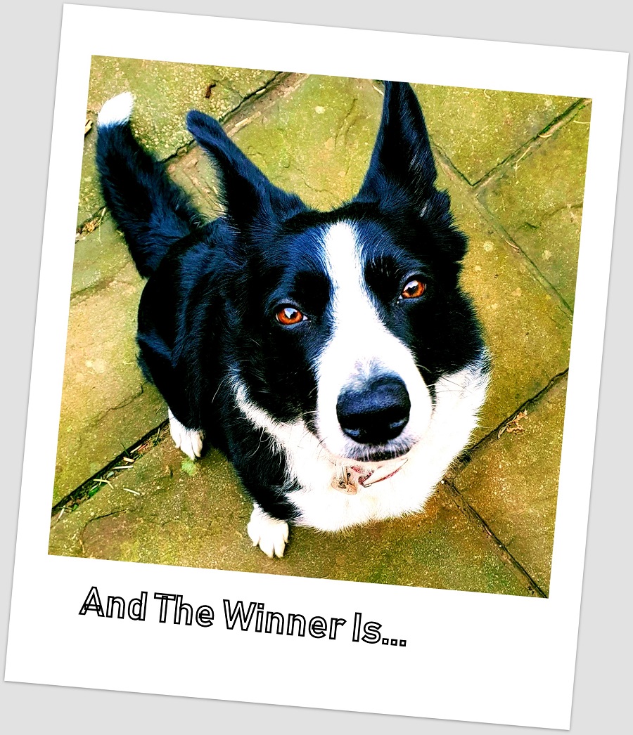 Crufts Started Yesterday: And The Winner Is...