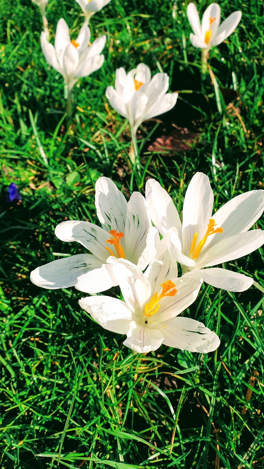 Spring Has Sprung, Regents Park, London 