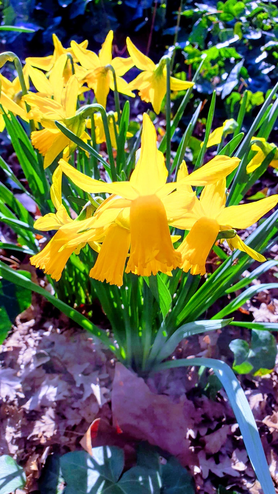 Spring Has Sprung, Regents Park, London