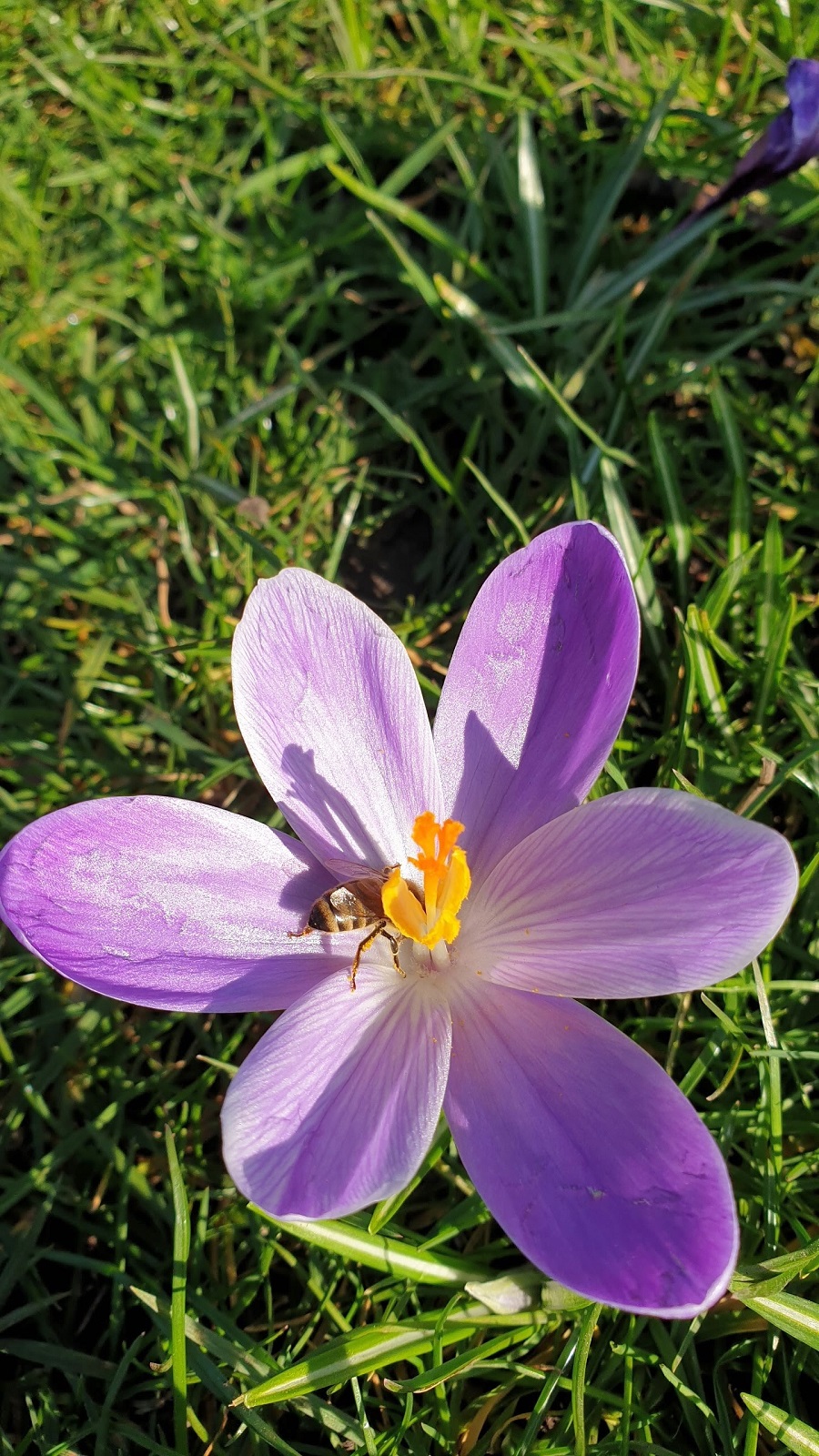 Spring Has Sprung, Regents Park, London