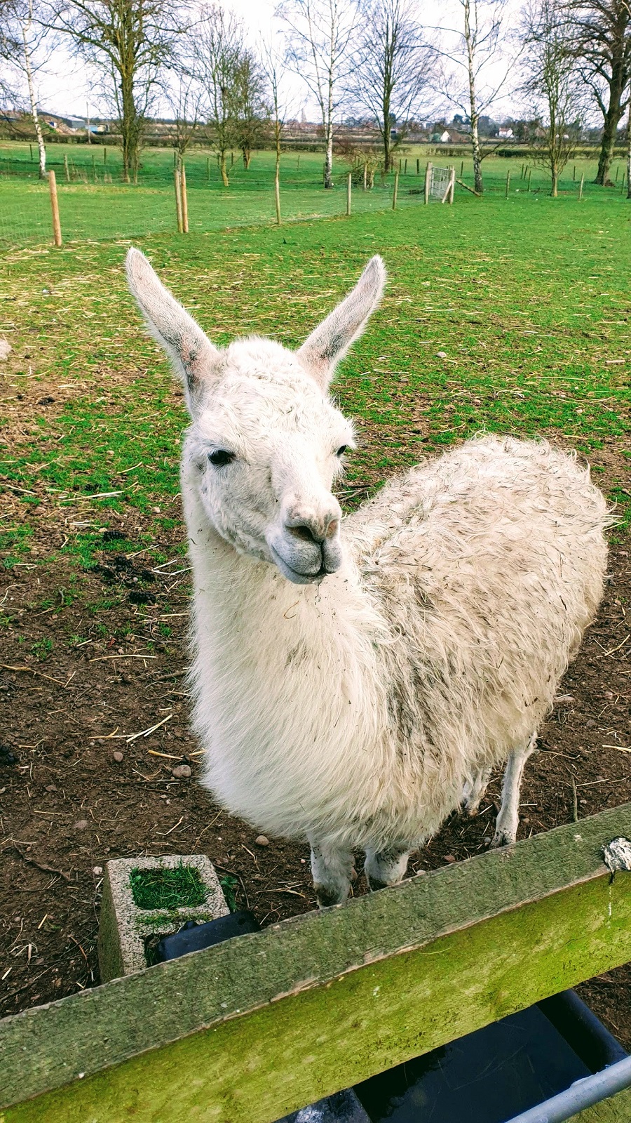 Not As Tall As A Llama #WeekendLinkUp