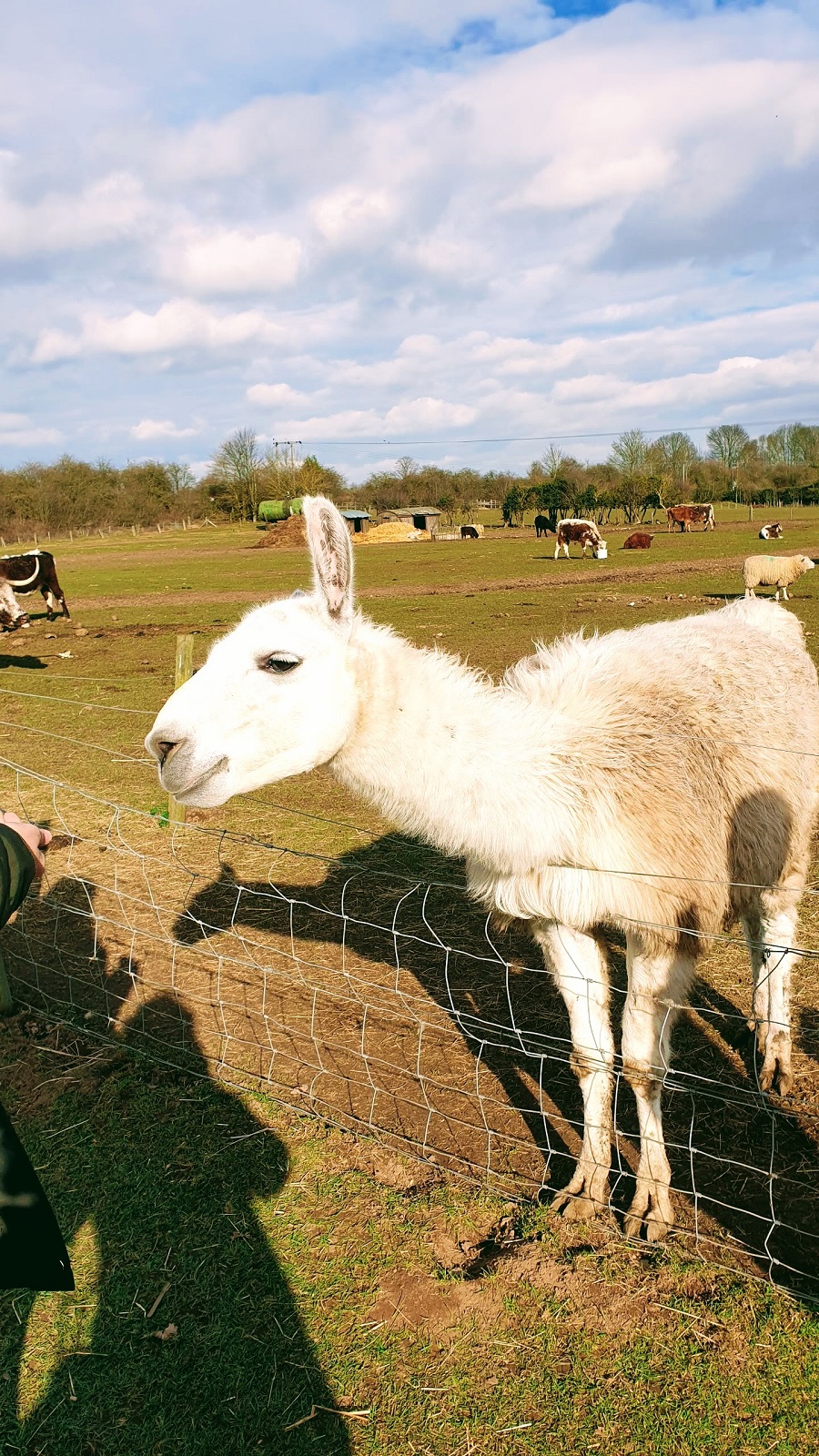 Not As Tall As A Llama. Weekend Link Up. Not As Tall As A Llama. Weekend Link Up.