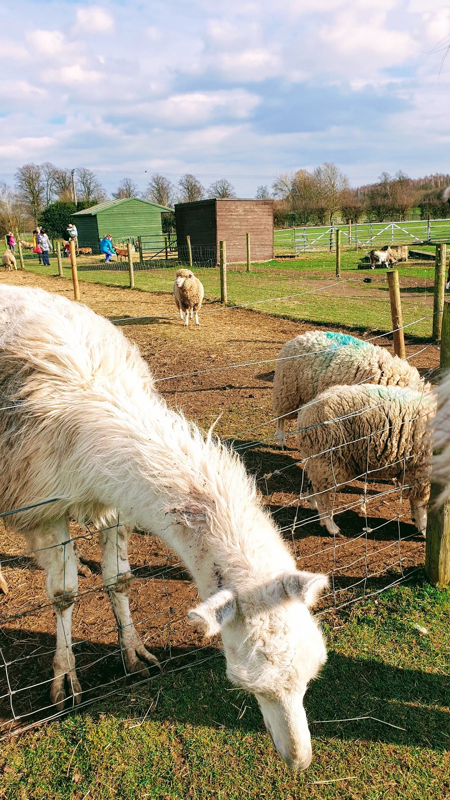 Not As Tall As A Llama. Weekend Link Up. #WeekendLinkUp